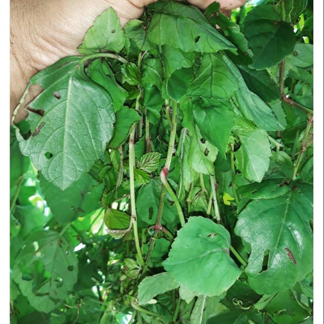 

Herbal daun galing-galing atau lambai 200 gram baru petik