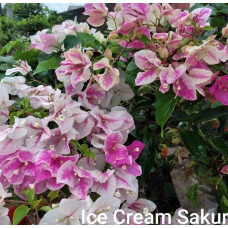 tanaman hias Bougenville Bunga ice cream sakura / pohon Bougenvile