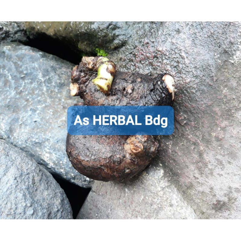 

Umbi bunga pukul empat segar 500 gram-az