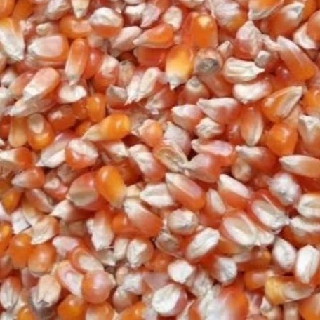 Jagung kristal jagung burung dara lancip kecil merpati kolong tomprang pos ayam kate tekukur repack 