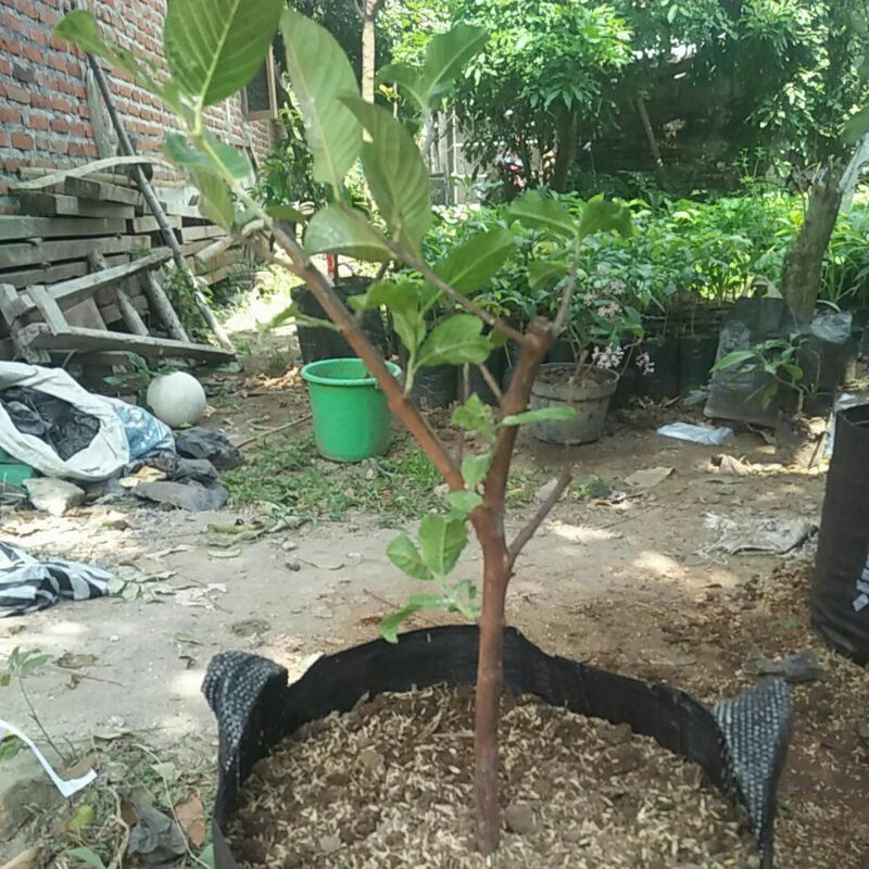 Bibit Jambu Kristal Merah Cangkok