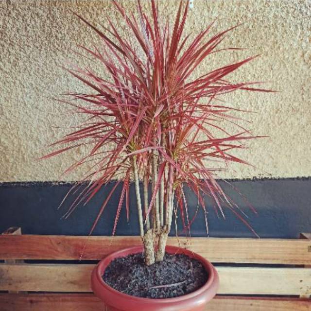 Tanaman hias dracena tricolor