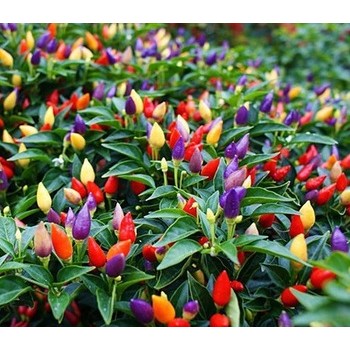 Tanaman Bunga Hias Hidup Murah Cabe Pelangi Hiasan Tanam