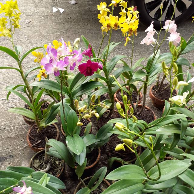 TANAMAN  POHON ANGGREK  ANGGREK DENDROBIUM