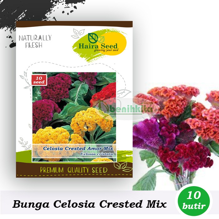 Benih-Bibit Bunga Celosia Crested Armor Mix (Haira Seed)