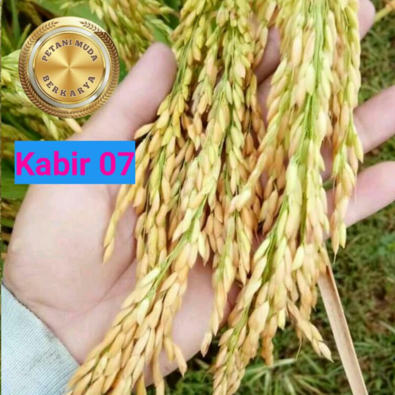 Benih Padi Kabir 07 padi unggul bibit super bulir rapat malai  panjang beras putih bening nasi pulen