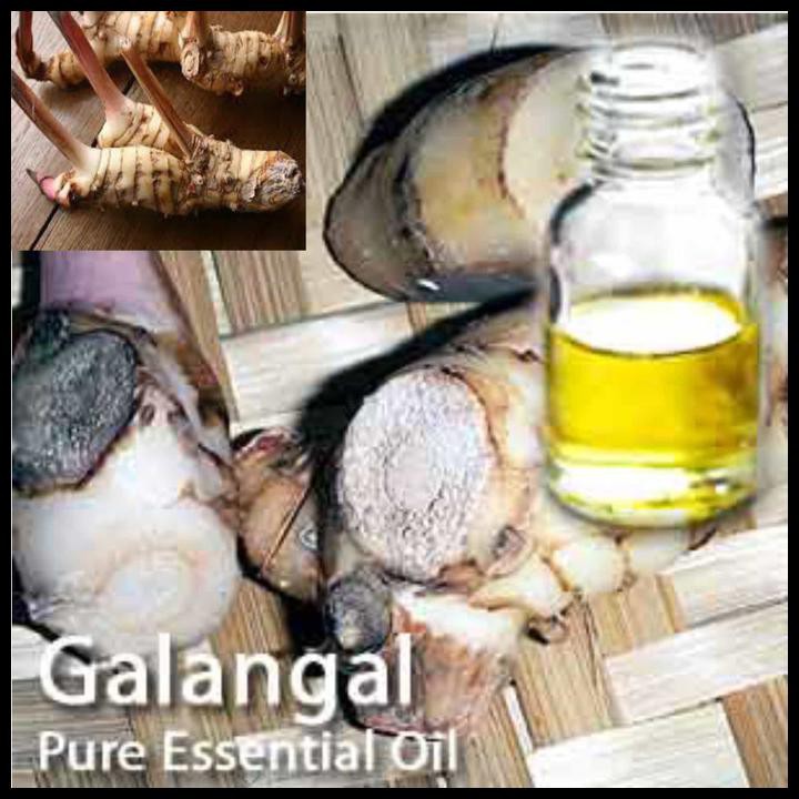 Pure Galangal Essential Oil 25 Ml / Minyak Atsiri Lengkuas / Alpinia