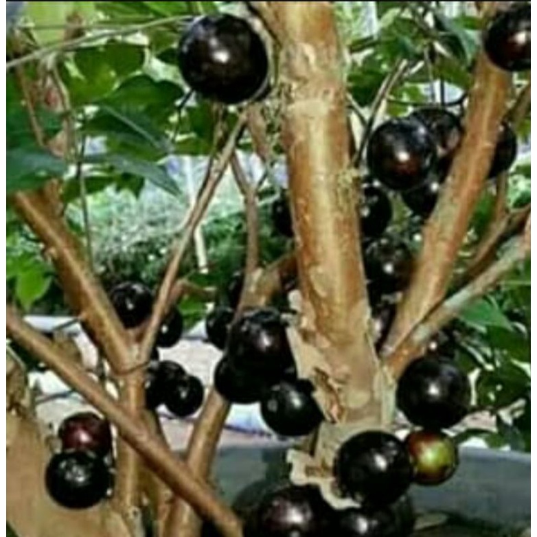 Bibit Anggur Brazil/preco