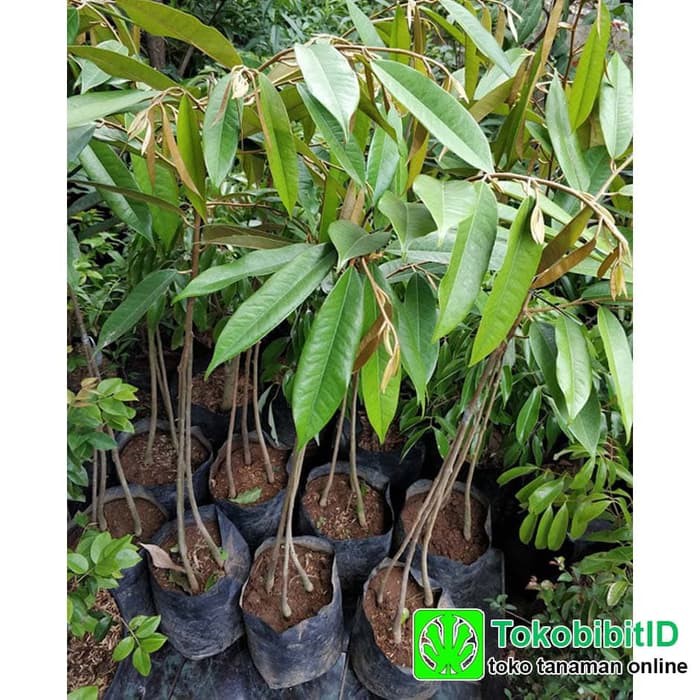 Tanaman Durian Duri Hitam Kaki 3 - Tinggi 1 Meter