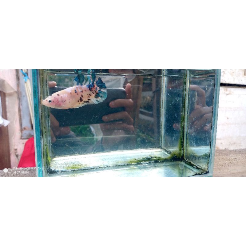 cupang multi giant bahanan bo besar real fict