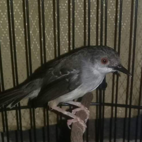 TERLARIS Burung Ciblek semi kristal Gacor HG0382