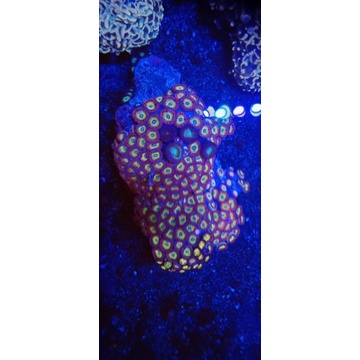 CoralZoaCandyAppleRed