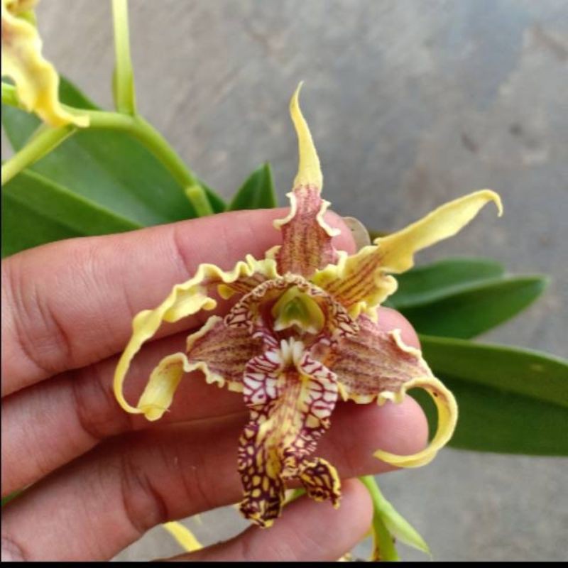 seedling up remaja dendrobium spectabile