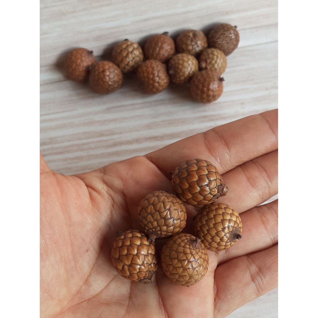 Buah rotan besar isi 10 pcs