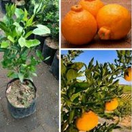 Jual  Bibit Jeruk Dekopon Okulasi Poho Jeruk Buah Jeruk Dekopon