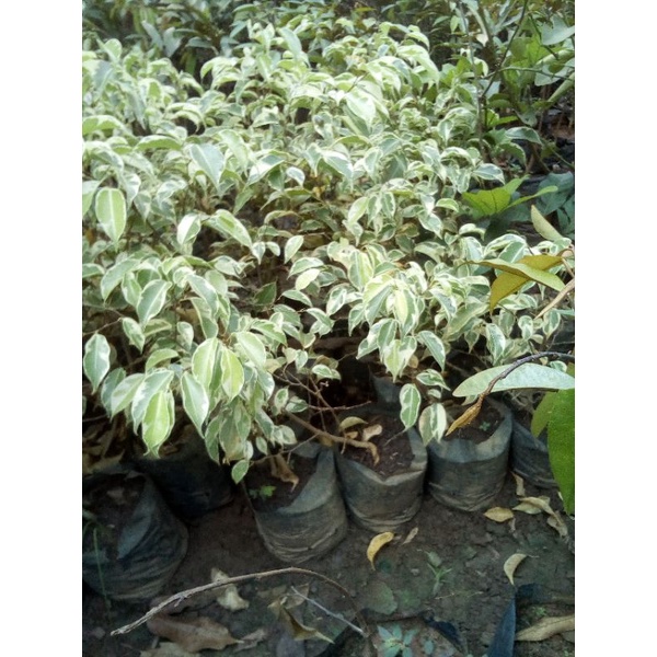 Tanaman Beringin Varigata 40cm // Bahan Bonsai