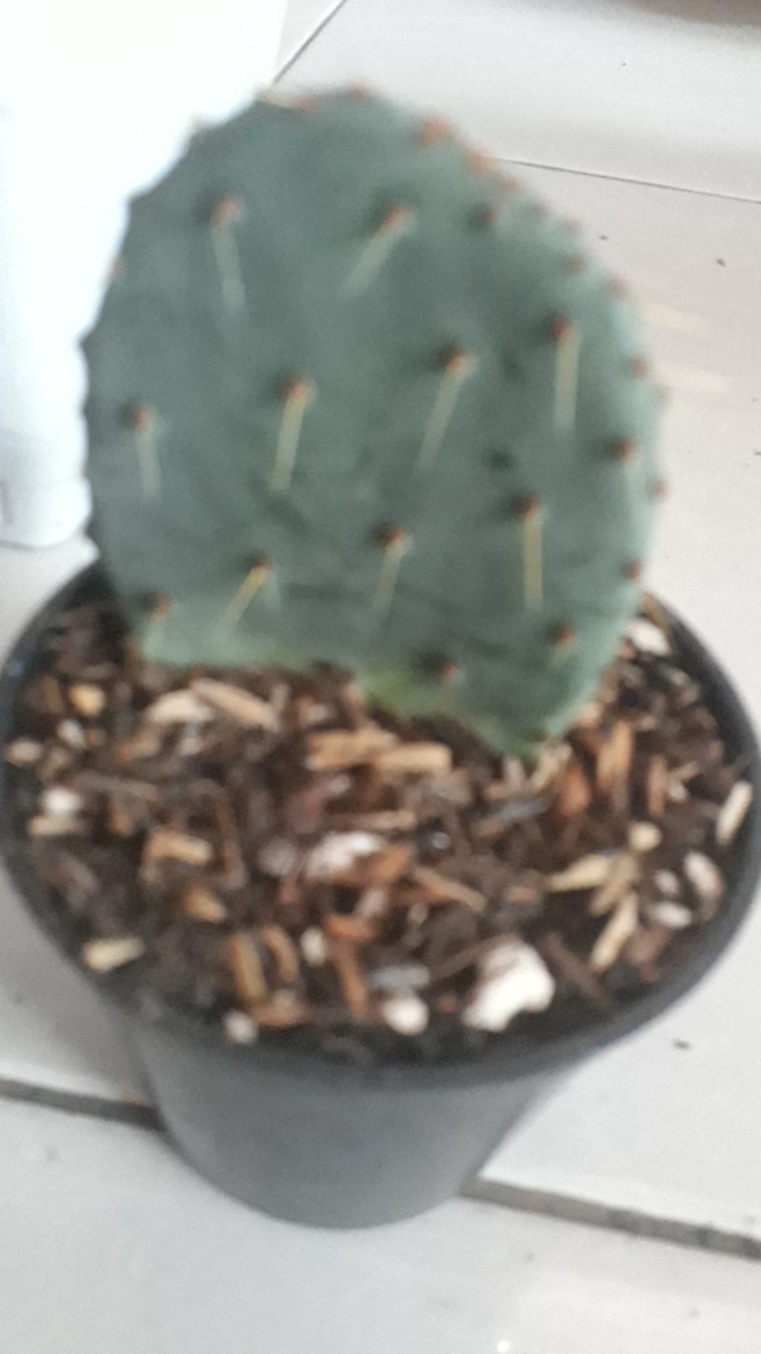 Sukulen Dan Kaktus Mini (kaktus Centong Biru / Opuntia Robusta)