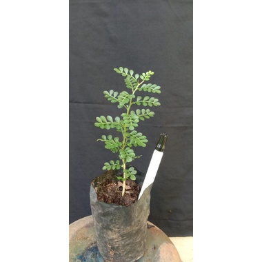 bibit bonsai kawista batu