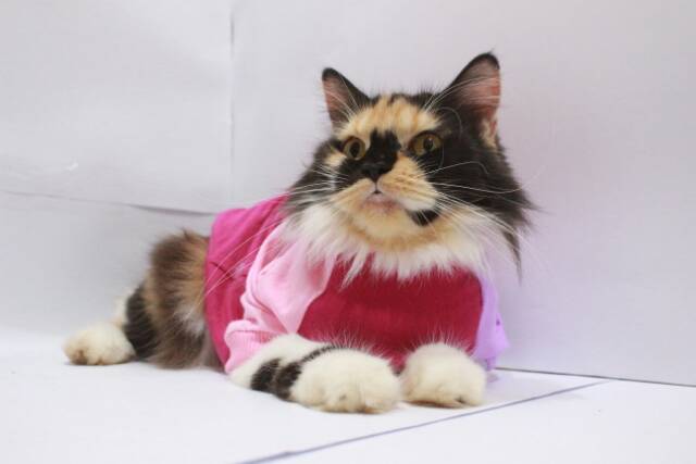 Kaos jumper hoodie joker 2 untuk kucing dan anjing size S-XL / baju kucing terlaris 2019