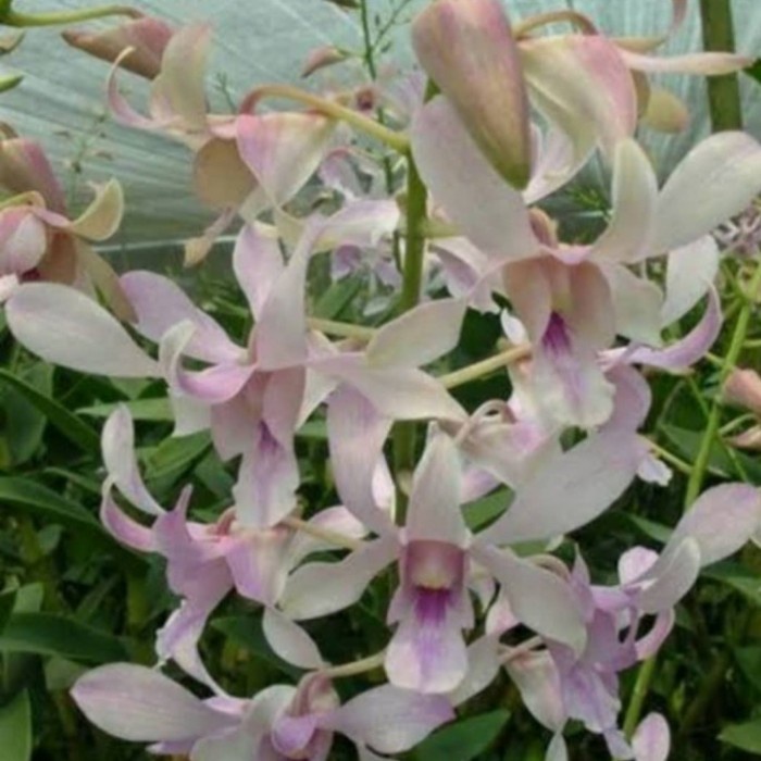 Pohon Anggrek Dendrobium Channel Fragrance Dewasa Siap Spike