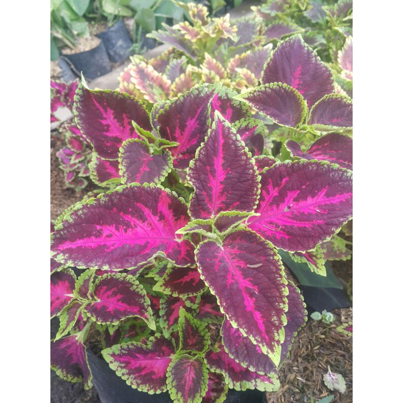 Tanaman hias # Miana