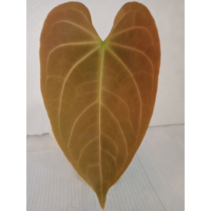 Tanaman Hias Anthurium Kuping Gajah Dark Mama nempel bonggol