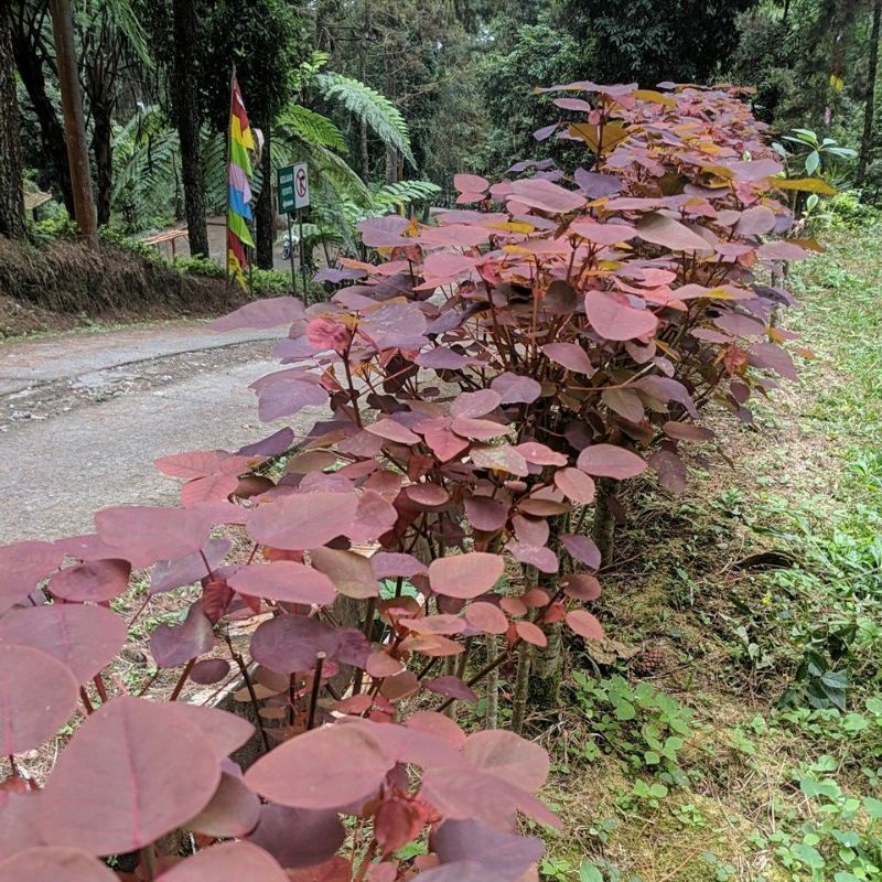 DIARY PETANI - Pohon Euphorbia Continifolia Jumbo