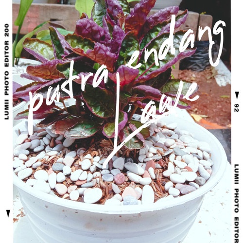 tanaman hias stained glas begonia+pot dan batu tabur