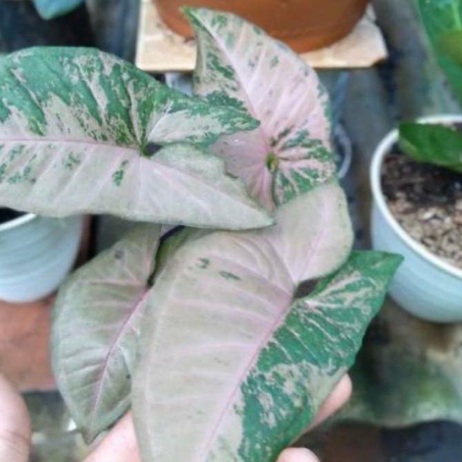tanaman hias singonium hijau pink florida