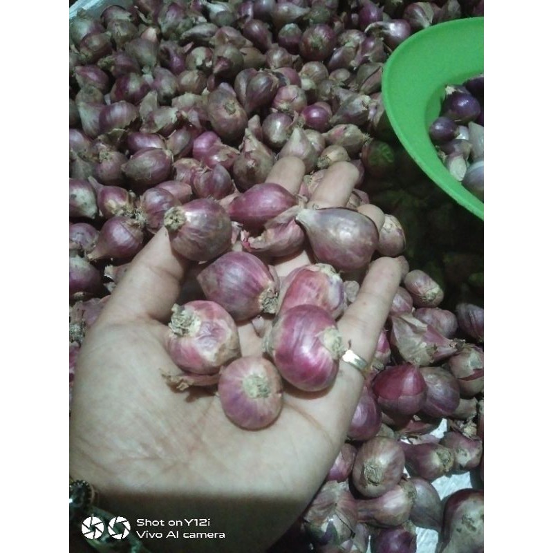 

BrambangMerah