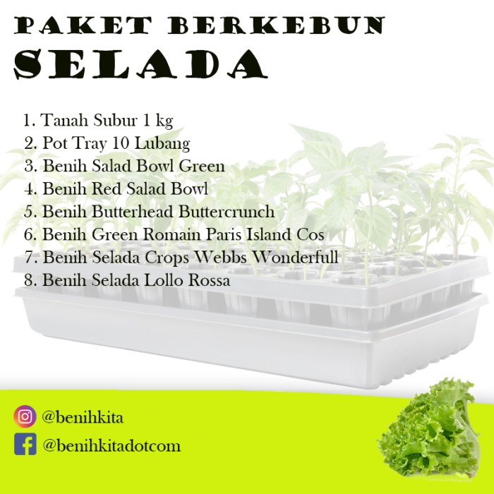 Paket Benih Selada - Haira Seed