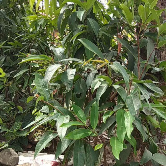 Pupuk Bunga Namira 100ml