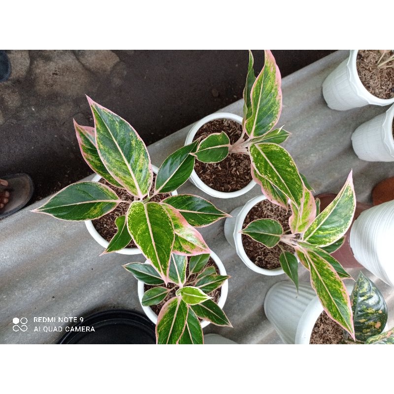 AGLONEMA LIPSTIK PUDING