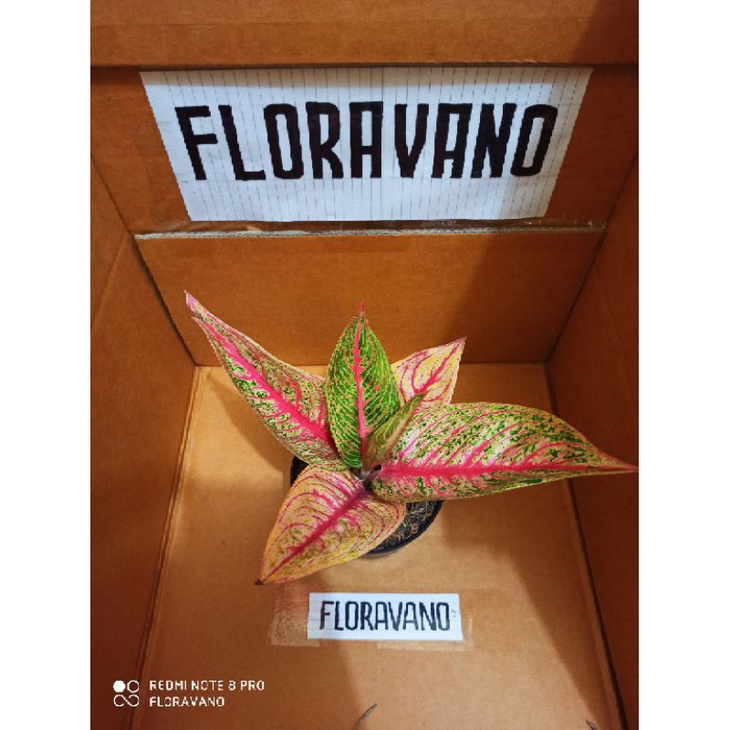 aglonema red legacy / legacy merah