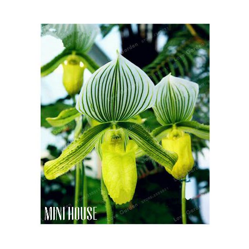 Harga Promo Biji Bibit Benih Anggrek Unik Import Shopee Indonesia