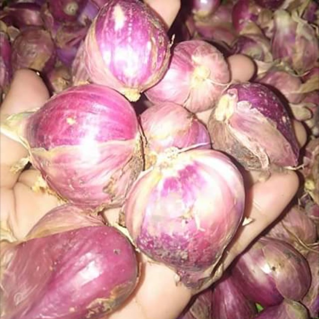 

BAWANG MERAH LOKAL