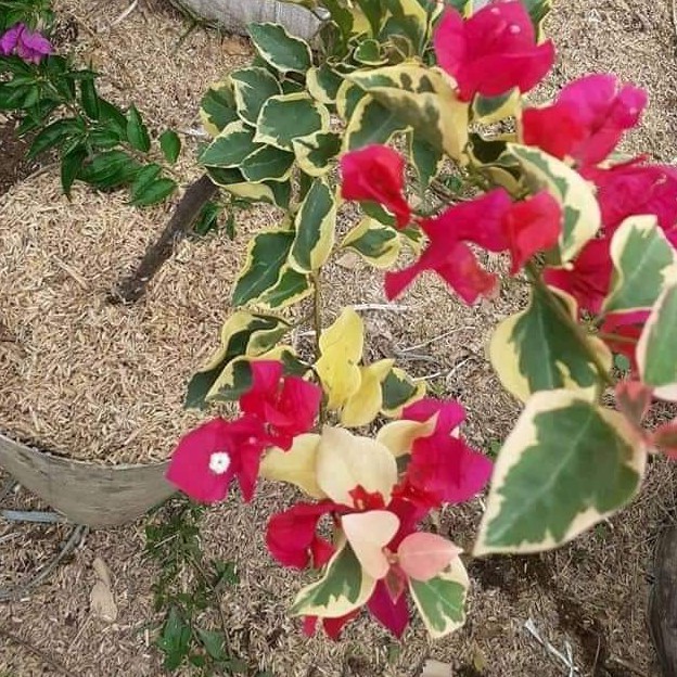 Bougenville varigata merah