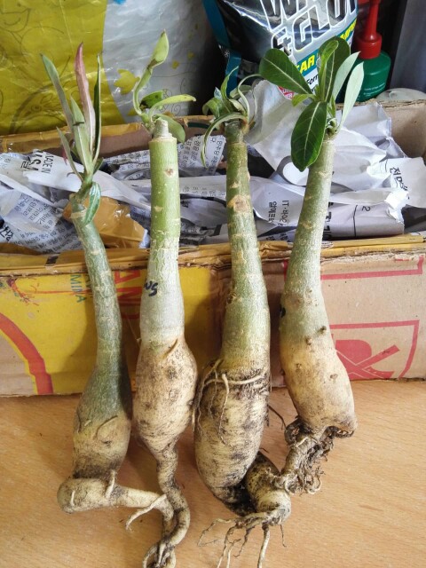 Bibit Adenium / Kamboja Jepang Tumpuk Nomor 28-36