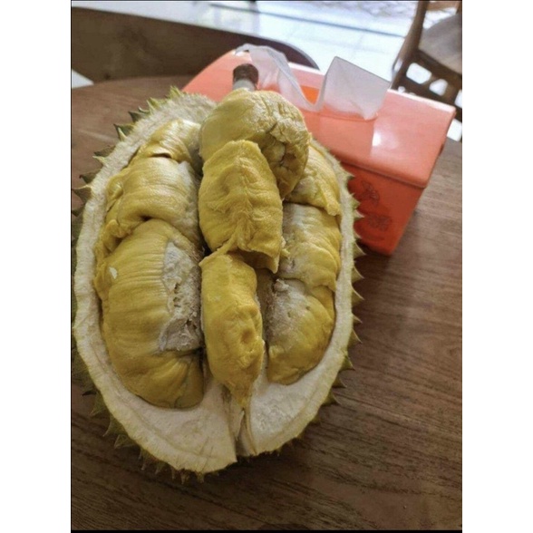 

Durian Montong isi Tebal biji Tipis DiJual per 10Kg