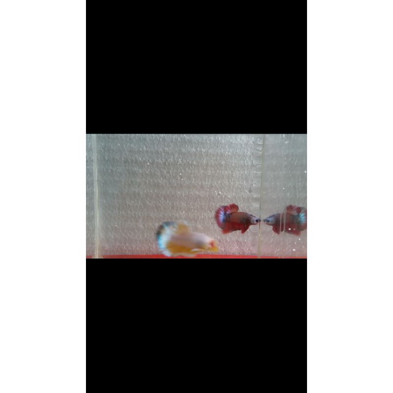 cupang hias HMPK (bahan kontes)