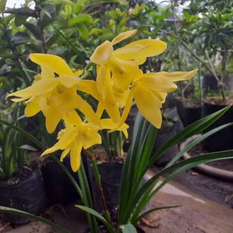 Anggrek tanah Cymbidium Golden Boy