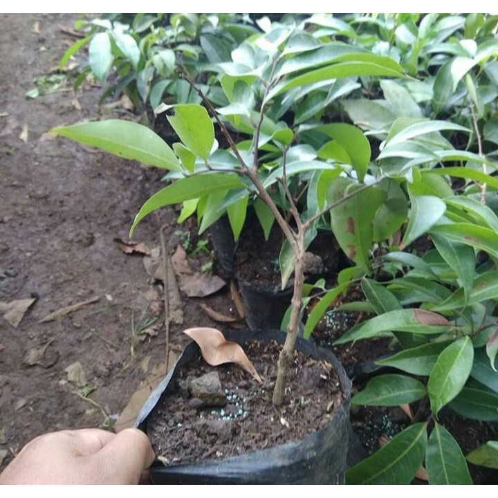 Bibit buah Leci unggul tunas Bibit