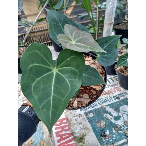 anthurium kuping gajah clarinervium x pterodactyl