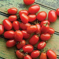 Benih Bibit Biji - Tomato (Cherry) Roma Plum Red Seeds