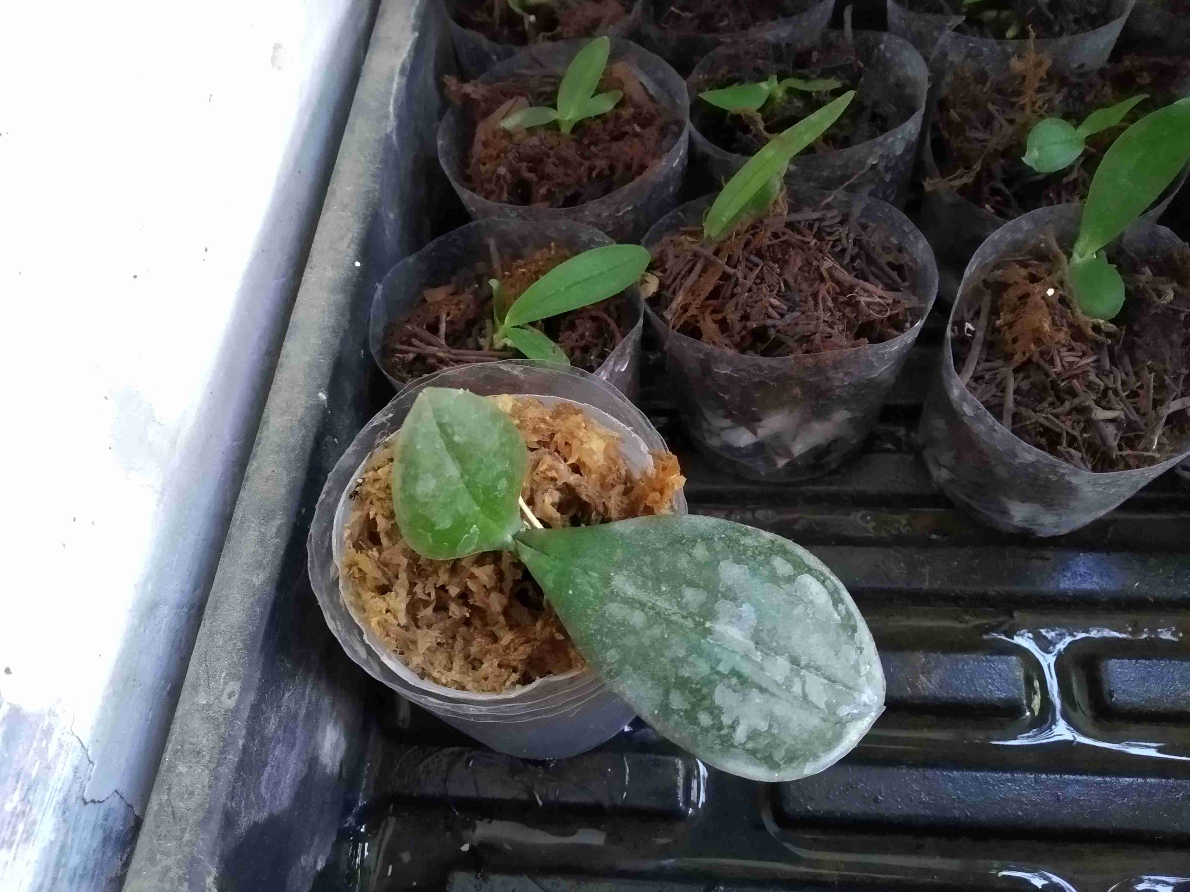 Antracol 70wp 250gr - 500gr