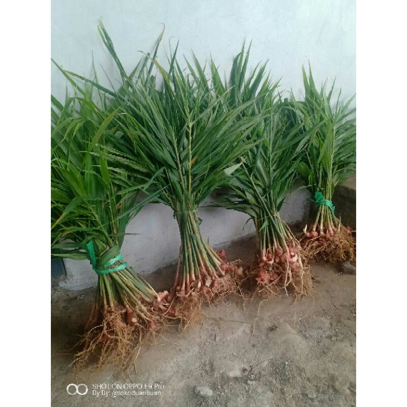 Jahe merah per 100 gr dan bibitnya