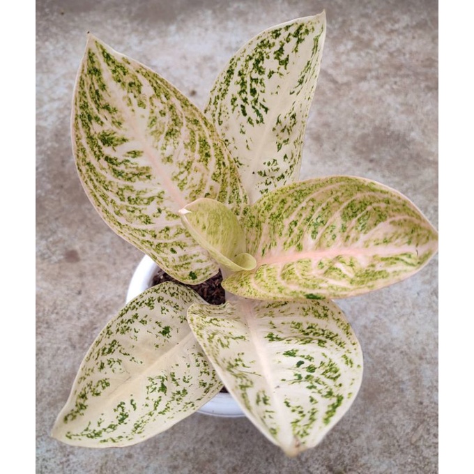 Aglonema Anakan Widuri Violet