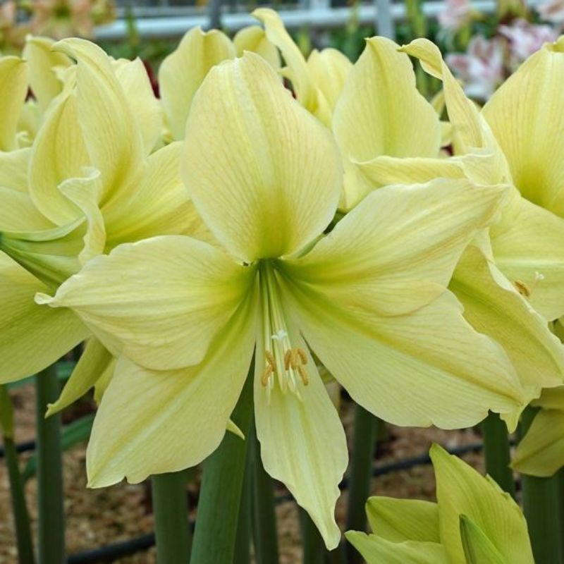 REAL Tanaman hias amarilis Bakung bunga kuning cantik / amarilis Bakung bunga