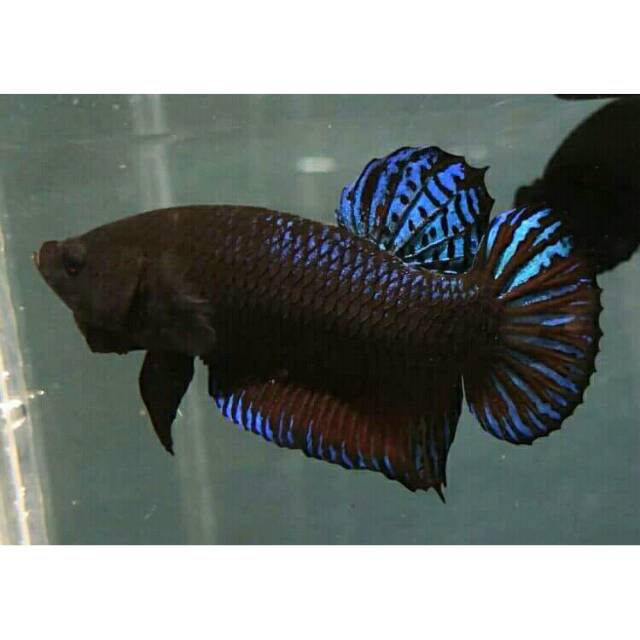 CUPANG ADUAN IMPORT MALAYSIA (IPOH)