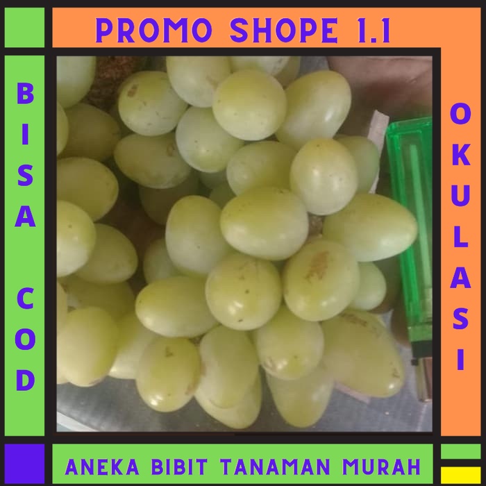 Bibit anggur import Landysh Grafting